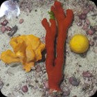 Mixed Sponge Pack