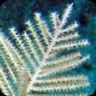 Tan Plume Gorgonian