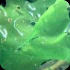 Sea Lettuce Variations