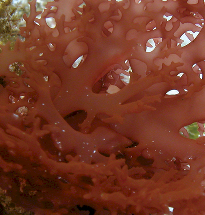 Red Finger Algae