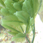 Palm Tree Caulerpa