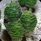 Pinecone Stem Plant