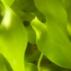 Blade Caulerpa