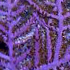 Purple Sea Fan Gorgonian