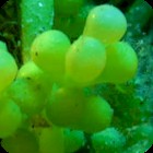 Green Grape Caulerpa
