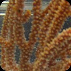 Tan Candelabra Gorgonian